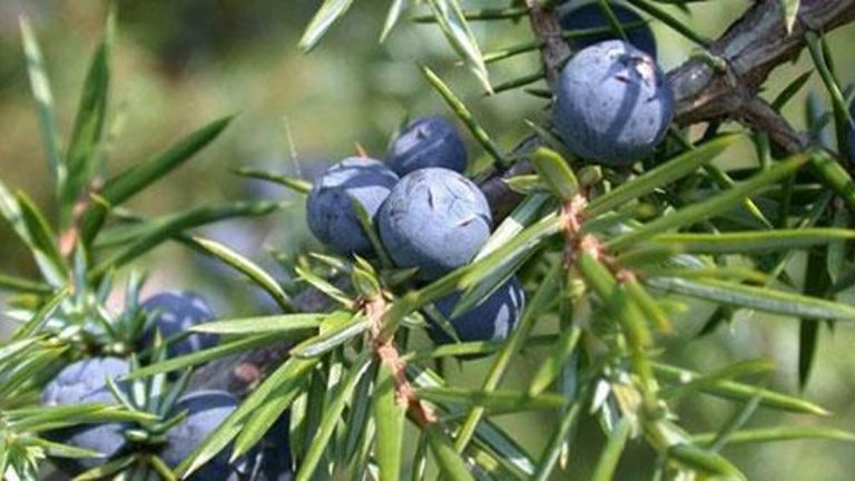 PARKİNSON HASTALIĞINI İYİLEŞTİRİYOR: Ardıç Meyvesinin Faydaları Nelerdir? Ardıç Meyvesi Nelere İyi Gelir?