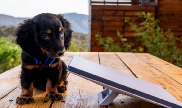 Elon Musk'u şok edecek Starlink araştırmasının sonucu – Son Dakika Bilim Teknoloji Haberleri