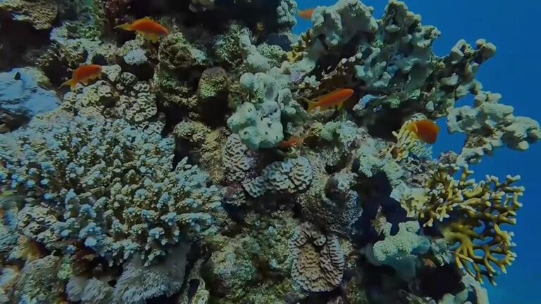 Mısır’daki denizaltı dalış meraklılarını çekiyor