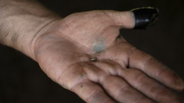 Meksika'daki çiftçiler et yiyen parazitlerle mücadele ediyor: Amerika Birleşik Devletleri ithalatı durdurdu